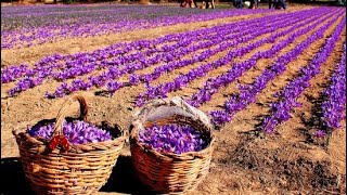 How its Made Saffron  Saffron Agriculture Process Step by Step and Saffron Factory Processing [upl. by Adlen439]