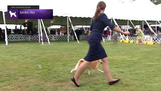 Shiba Inu  Breed Judging 2021 [upl. by Eilegna]