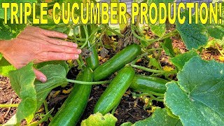 Grow MORE CUCUMBERS Than EVER With This Variety And One Simple Tip [upl. by Deach671]