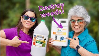 We Tried 30 Natural Vinegar to Kill Weeds  Part 1 [upl. by Beverie]