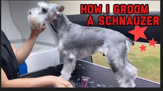 HOW I GROOM A SCHNAUZER 😊 [upl. by Nola]