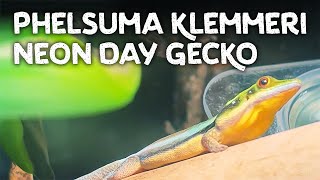 Phelsuma klemmeri the Neon Day Gecko [upl. by Horter306]