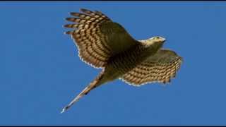 Sparrowhawk Bird Call Bird Song [upl. by Hsu]