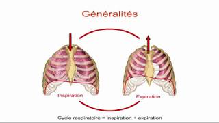 Ventilation pulmonaire  Partie 2  Le cycle respiratoire [upl. by Dhiren]