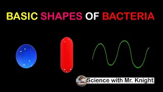 Basic Shapes of Bacteria [upl. by Kelley]