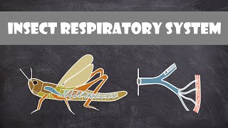 Insect Respiratory System  Entomology [upl. by Idell]