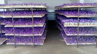 How to Farming Saffron Saffron agriculture processVertical Saffron production [upl. by Eceinaj]