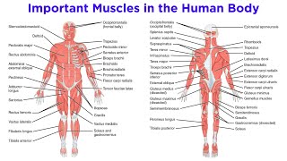 The Muscular System [upl. by Eintirb694]