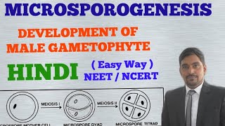 Development of Male Gametophyte in Angiosperms  MICROSPOROGENESIS HINDI [upl. by Furmark]