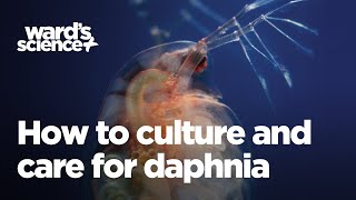 Caring and Culturing for Daphnia [upl. by Atirys]