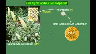 Gymnosperm Pine Life Cycle [upl. by Nwhas313]