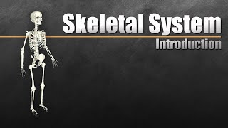 Introduction to the Skeletal System In 7 Minutes [upl. by Anaele]