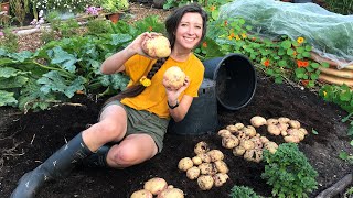 How to Grow Potatoes in Pots  Homegrown Garden [upl. by Tess]