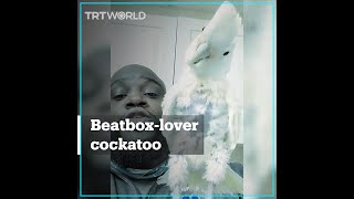 Cockatoo dances to beatbox [upl. by Proudfoot]