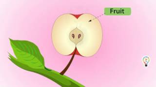 Fruits and seed Formation of a Pollinated plant  Full explanation For kids [upl. by Sher]