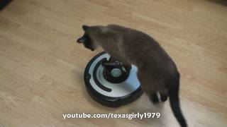 Cat shows HOW TO use iRobot Roomba Vacuum [upl. by Nicolea]