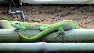 Phelsuma grandis [upl. by Ainitsirk475]