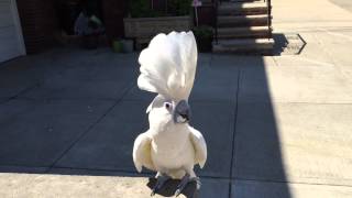 Dancing Cockatoo [upl. by Milman]