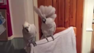 Cockatoo dances to Elvis original [upl. by Sissel]