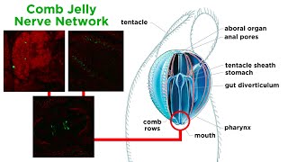 Phylum Ctenophora Comb Jellies [upl. by Ahsillek92]