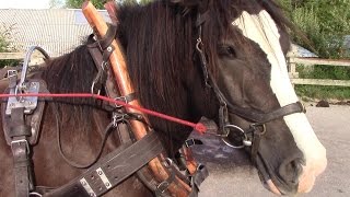 How To Clean Leather Horse Harness [upl. by Ecirtnom6]