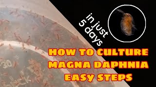 How to Culture Magna Daphnia Easily [upl. by Guimar]