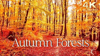 Enchanting Autumn Forests with Beautiful Piano Music  4K Autumn Ambience amp Fall Foliage [upl. by Ennahteb]