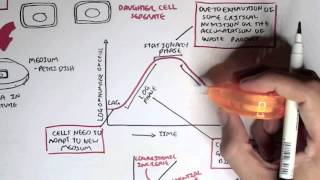 Microbiology  Bacteria Growth Reproduction Classification [upl. by Buehrer]