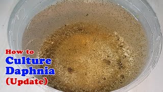 How to Culture Daphnia Update with ZERO Cost  Unlimited Live Food for Our Fish [upl. by Kraul197]