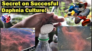 How to Culture Daphnia Successfully [upl. by Enajiram]