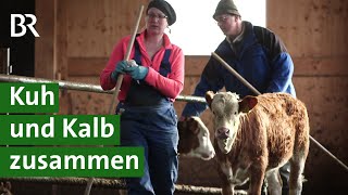 Für mehr Tierwohl Kuhgebundene Kälberhaltung  Milchkuh Doku  Unser Land  BR Fernsehen [upl. by Emelen]