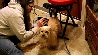 WAHL Basic Pet Clipper Kit Unboxing trial and reviewstarring Harry [upl. by Rede]