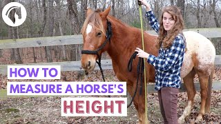 How to Measure a Horses Height [upl. by Vaclava604]