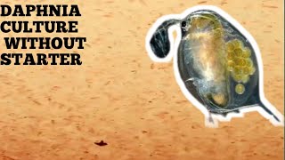 HOW TO CULTURE DAPHNIA NATURALLY WITHOUT A STARTER [upl. by Erica]