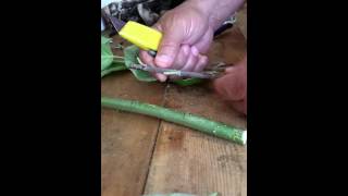 How to Bud Graft Fruit Trees [upl. by Waki585]