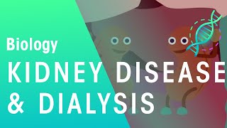 Kidney Disease and Dialysis  Health  Biology  FuseSchool [upl. by Airamzul]