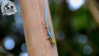 Phelsuma klemmeri [upl. by Henarat995]