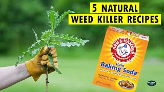 How to Kill Weeds Naturally  5 Homemade Natural Weed Killer Recipes [upl. by Gnex]