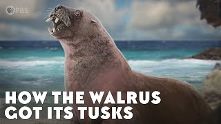 How the Walrus Got Its Tusks [upl. by Delacourt779]