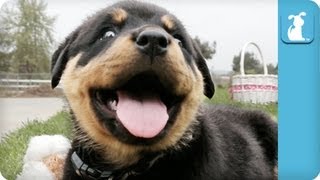 80 Seconds of Ridiculous Rottweiler Puppies [upl. by Ib]