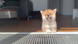 Shiba Inu from Puppy to Adult 8 weeks to 1 year [upl. by Atirac]