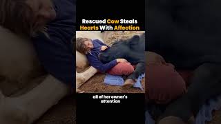 Rescued Cow StealsHearts With Affection [upl. by Aldercy]