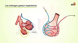 L’echange de gaz respiratoire [upl. by Iteerp]