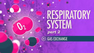 Respiratory System Part 2 Crash Course Anatomy amp Physiology 32 [upl. by Notliw323]