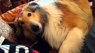 My Rough Collie [upl. by Adlesirhc]