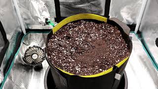 Growing Autoflowers  Ep1 Preparing Soil amp Planting Seed [upl. by Durnan84]