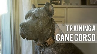 How I train my Cane Corso  3 Easy Training Techniques [upl. by Zonda]