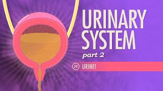 Urinary System Part 2 Crash Course Anatomy amp Physiology 39 [upl. by Ettenna]