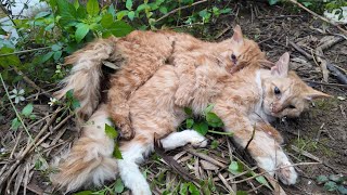 Touching Story About A Family Of Cats Hugging Each Other To Their Last Breath In The Harsh Cold [upl. by Nyvar]