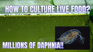 How to Culture Daphnia Secret Method to Breed MILLIONS  Simply Aquatic [upl. by Siahc]